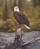 Regal by Michelle Mitchell